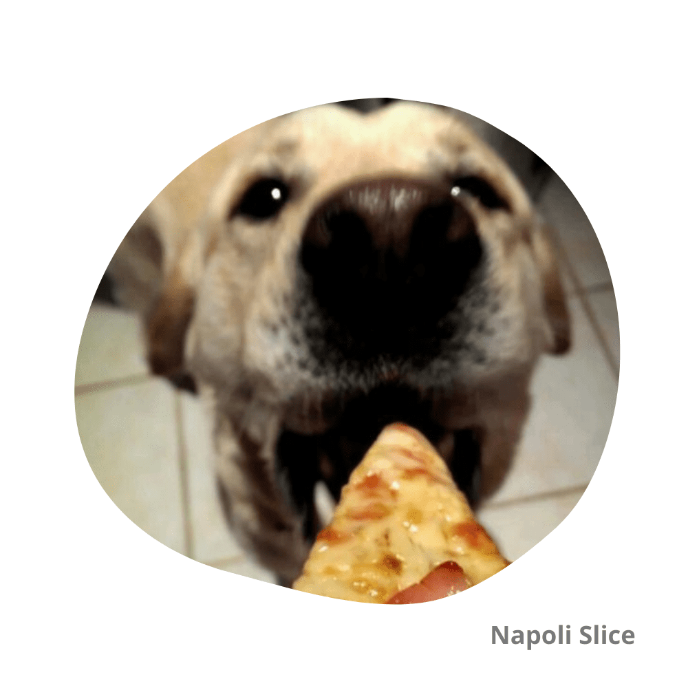 Perro comiendo pizza puede mi perro comer pizza